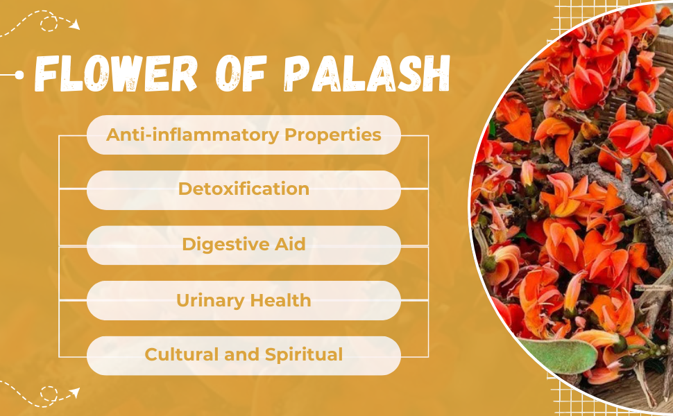 Sehatwala Palash Flowers – Tesu ke Phool for Detox & Skin Care