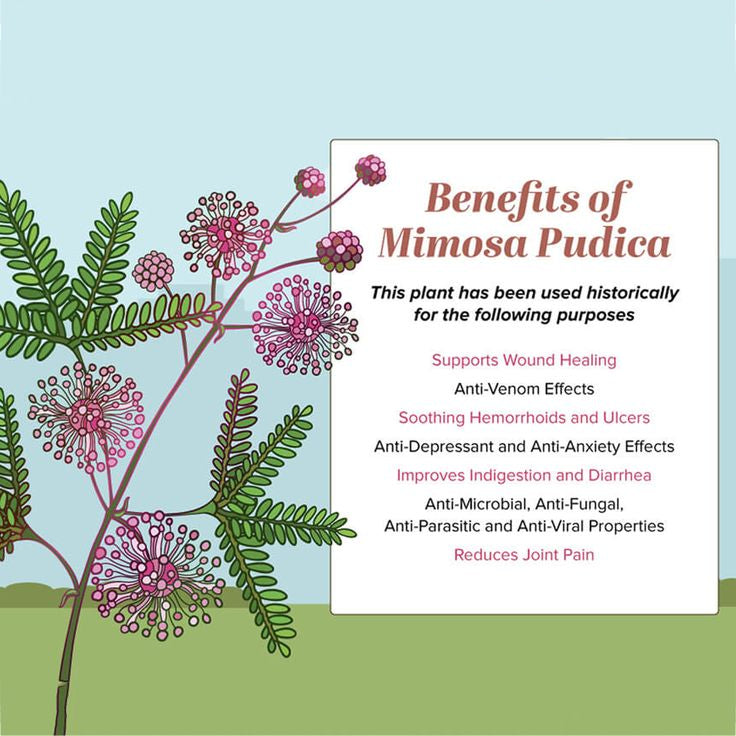 Sehatwala Mimosa Pudica – Lajwanti Herb for Nerves & Wounds