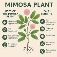 Sehatwala Mimosa Pudica – Lajwanti Herb for Nerves & Wounds