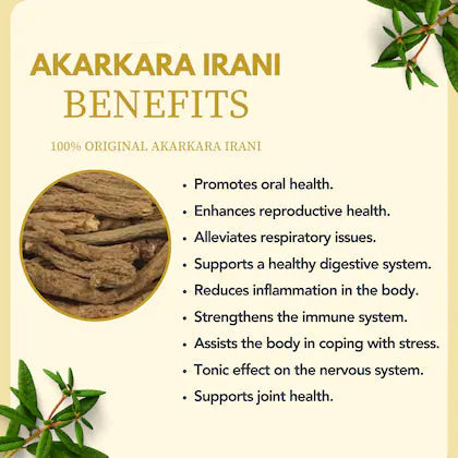 Sehatwala Akarkara – Pellitory Roots for Strength & Vitality